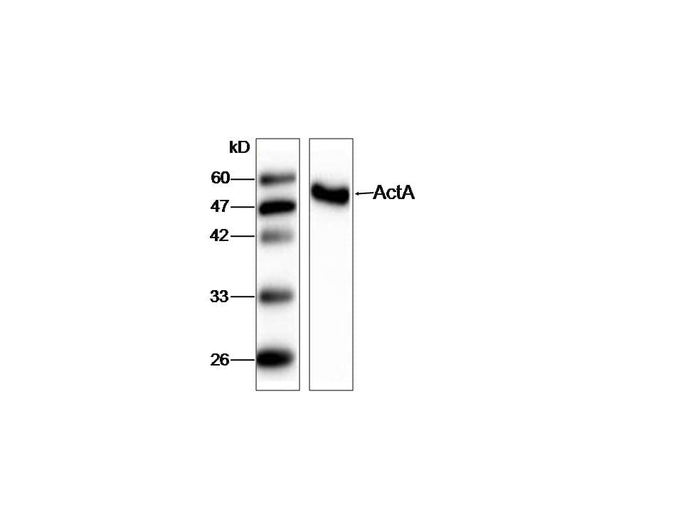 Monoclonal Mouse anti-Listeria monocytogenes Listeria monocytogenes ActA Antibody (aa117-278, WB)