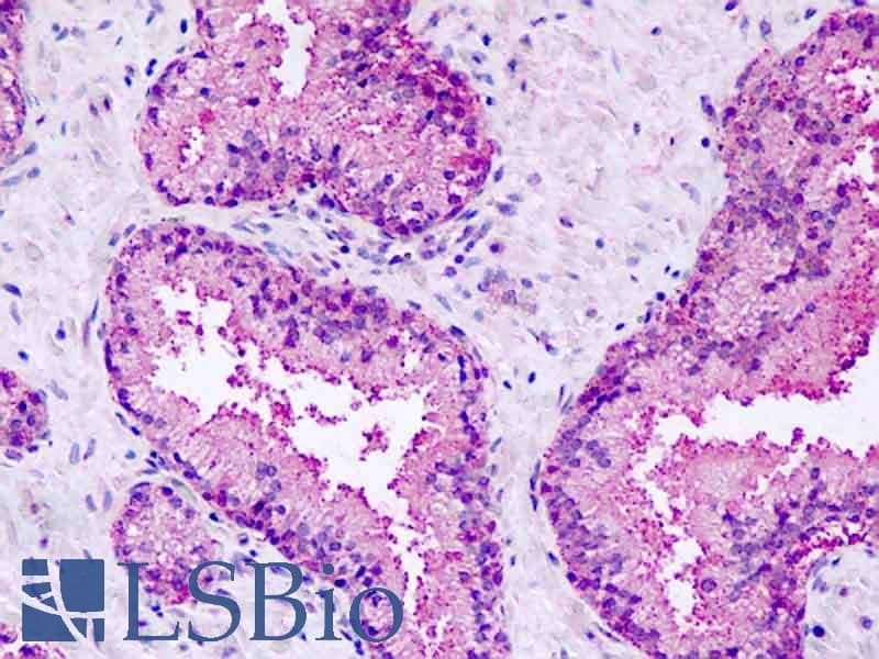 PathPlus™ GPR27 Antibody (C-Terminus)