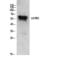 LILRB2 / ILT4 Antibody