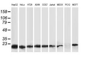 DSTN / Destrin Antibody (clone OTI2E10, Carrier-free)