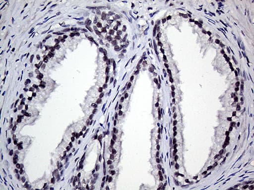 RING1 Antibody (aa88-362, clone OTI2D11, Carrier-free)