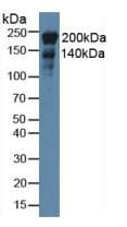 NES / Nestin Antibody