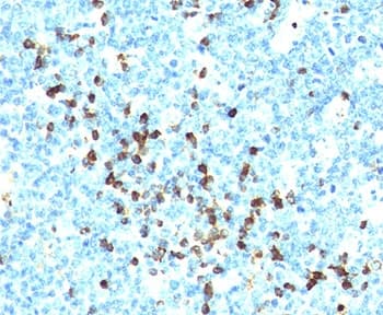 Mouse Anti-Human Lambda Light Chain Secondary Antibody (clone LcN-2 + ICO-106, Azide-free, BSA-free)