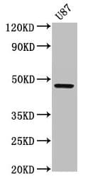 Polyclonal Rabbit anti-Human SERPINA6 / CBG Antibody (WB)