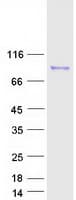 Human ARNT2 Protein (Recombinant Myc-DDK (Flag))