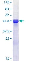 Human ASF1A Protein (Recombinant GST)