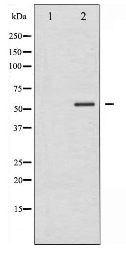 PTEN Antibody (phospho-Ser370)