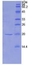 Mouse NME1 / NM23 Protein (Recombinant His-T7)