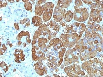 Monoclonal Mouse anti-Human ACTH Antibody (clone CLIP/1449, IHC, IF)