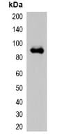 mOrange Tag Antibody
