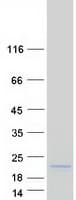 Human EPGN / Epigen Protein (Recombinant Myc-DDK (Flag))