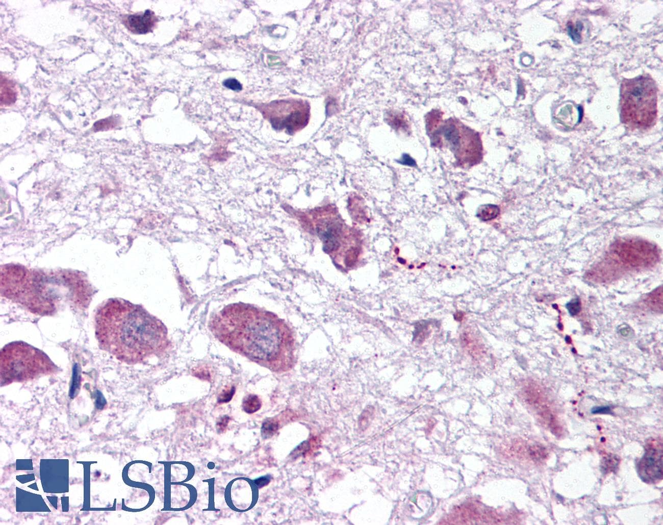 IHC-plus™ HCRT / Orexin Antibody