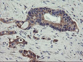 SCFD1 / SLY1 Antibody (clone OTI3F2, Carrier-free)
