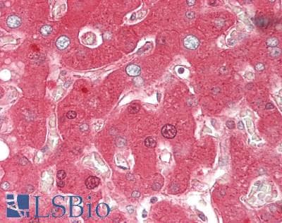 IHC-plus™ Antithrombin-III Antibody