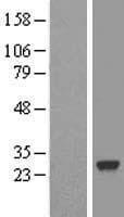 SDF2 Protein (Over-Expression Lysate Myc-DDK (Flag))