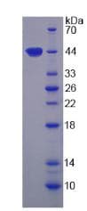 Human ARG2 / Arginase 2 Protein (Recombinant His)