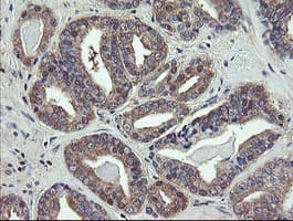 VBP1 Antibody (clone OTI2F2)