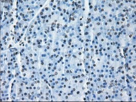 Monoclonal Mouse anti-Human ID3 Antibody (clone OTI15F4, IHC, IF, WB)