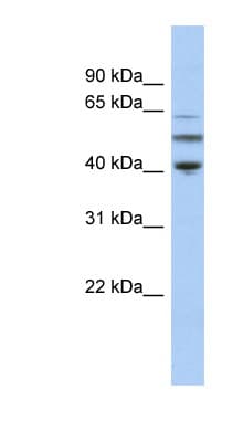 TUBA3C / Tubulin Alpha 3C Antibody (aa35-84)