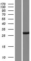ZC2HC1B / FAM164B Protein (Over-Expression Lysate Myc-DDK (Flag))
