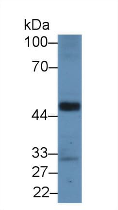 RBFOX1 / A2BP1 Antibody (aa149-399)