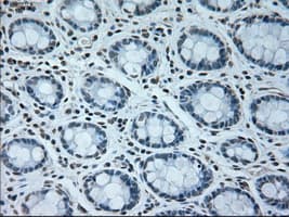 USP13 Antibody (clone OTI4G11)
