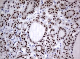 PAX5 Antibody (clone OTI3A7)