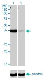 POU6F1 / BRN5 Antibody (clone 6H1)