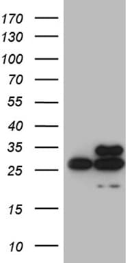 Monoclonal Mouse anti-Human DIRAS2 Antibody (clone OTI9G7, aa1-196, WB)