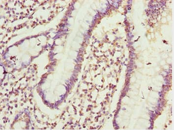 CIAO1 Antibody