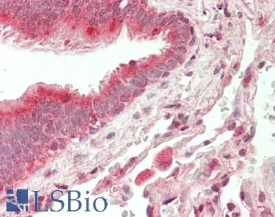 MRPL55 Antibody (Biotin)