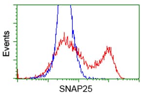 SNAP25 Antibody (clone OTI 1E6)