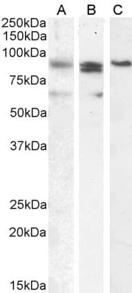 IHC-plus™ Polyclonal Goat anti-Human BLIMP1 / PRDM1 Antibody (aa698-711, IHC, IF, WB)