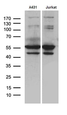 PSMD5 Antibody (aa2-140, clone OTI8B1)