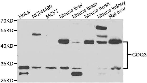 COQ3 Antibody