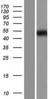 ANKS1B Protein (Over-Expression Lysate Myc-DDK (Flag))
