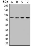 CCK4 / PTK7 Antibody