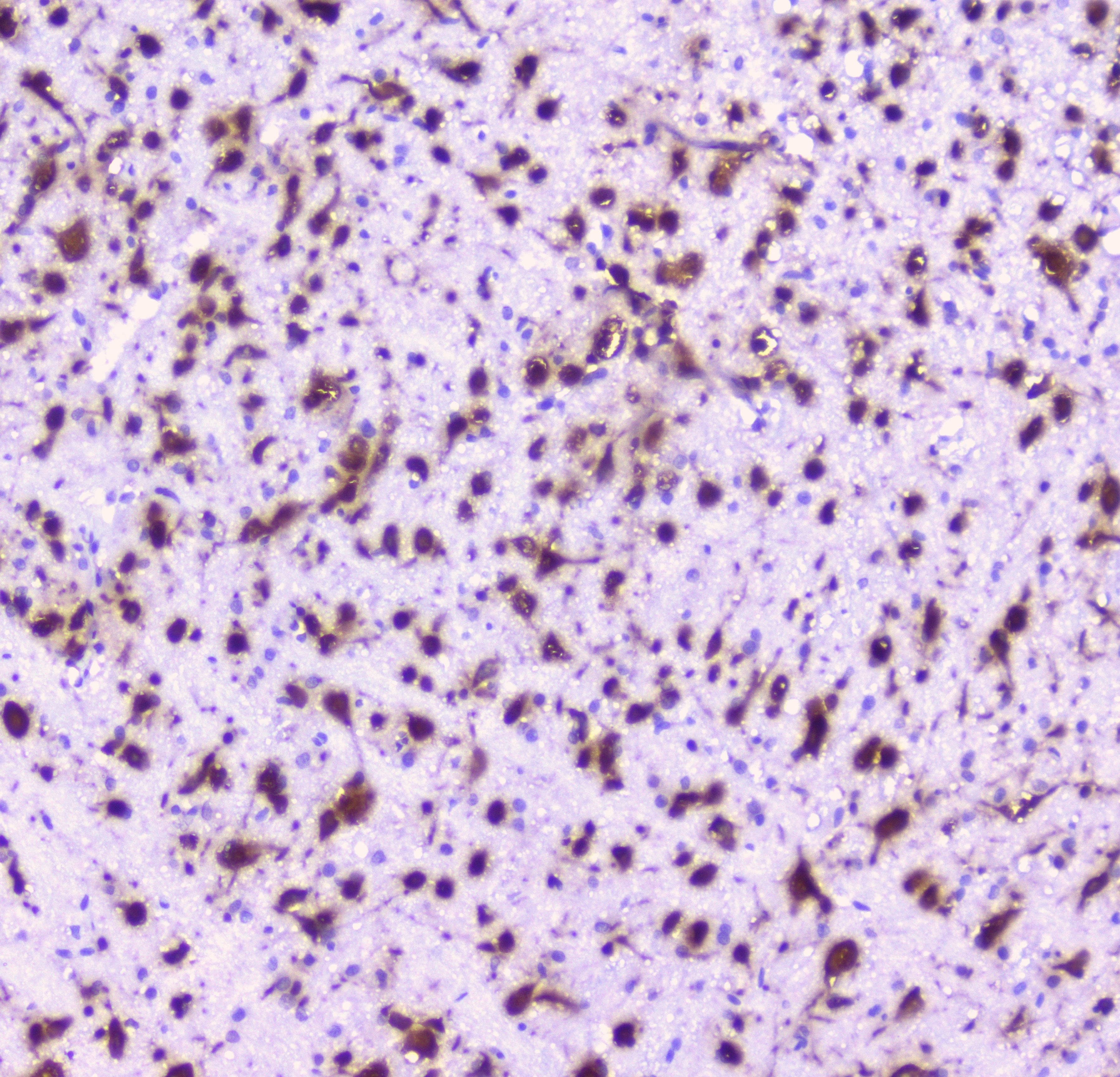 NOVA1 Antibody