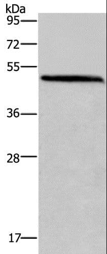 HOMER1 / Homer 1 Antibody