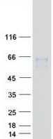 Human SLC7A1 / CAT1 Protein (Recombinant Myc-DDK (Flag))