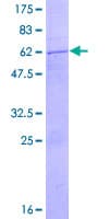 Human DNASE2 / DNase II Protein (Recombinant GST)