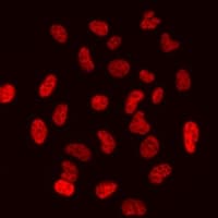 Polyclonal Rabbit anti-Human HIST3H3 Antibody (IF, WB)