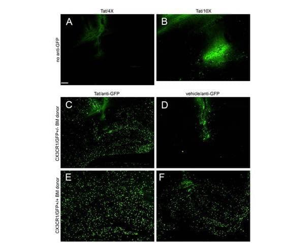 GFP Antibody (Biotin)