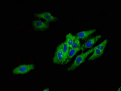HTR1E / 5-HT1E Receptor Antibody