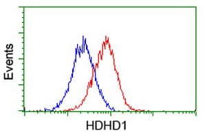HDHD1 Antibody (clone OTI7A2)