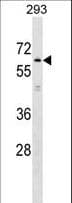 KLHL2 / MAV Antibody (aa77-103)