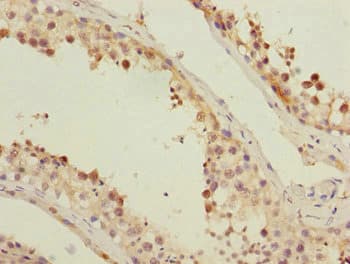 FAM48A / P38IP Antibody