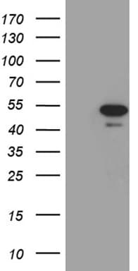 PXN / Paxillin Antibody (clone OTI2B8)