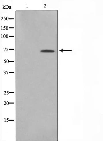 Polyclonal Rabbit anti-Human EIF3L / EIF3EIP Antibody (IF, WB)