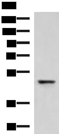 Polyclonal Rabbit anti-Human FAM82A1 Antibody (IHC, WB)